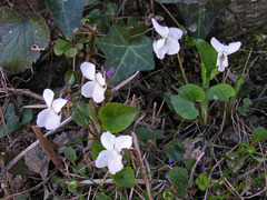 Viola alba