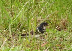 Petrochelidon nigricans
