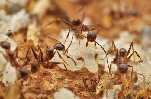 Pheidole hospes · iNaturalist United Kingdom