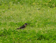 Petrochelidon nigricans