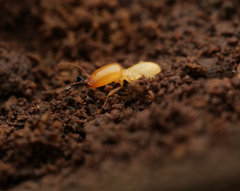 Pericapritermes