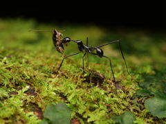 Aphaenogaster dromedaria