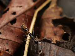 Aphaenogaster dromedaria