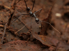 Aphaenogaster dromedaria