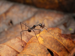 Aphaenogaster dromedaria