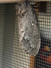 Gloveria arizonensis