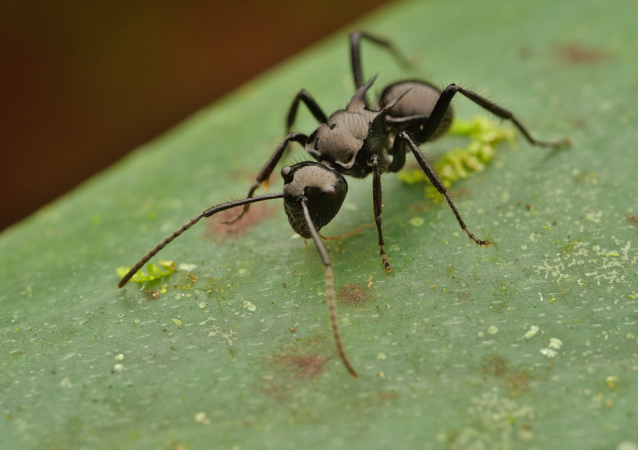 Polyrhachis subcyanea