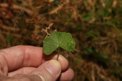 Hydrocotyle hirta
