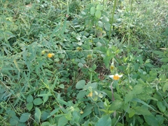 Bidens alba image