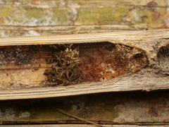 Tetramorium