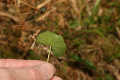 Hydrocotyle hirta