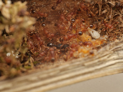 Tetramorium