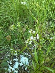 Valerianella coronata