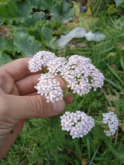 Achillea asiatica