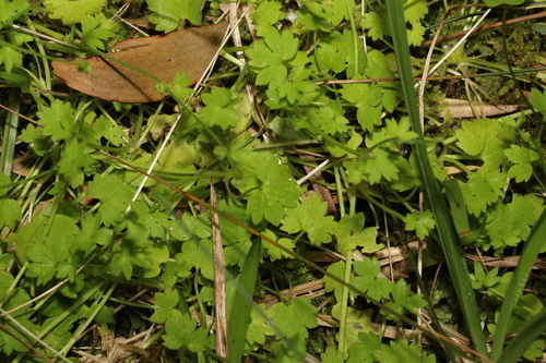 Image of Ranunculus sessiliflorus by (c) Greg Tasney, some rights reserved (CC BY-SA)