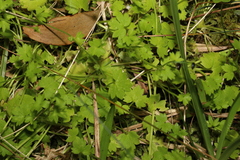 Ranunculus sessiliflorus