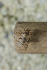 Tanypodinae