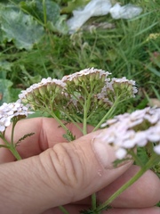 Achillea asiatica