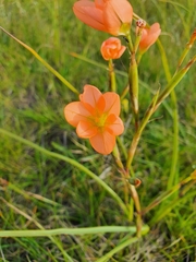 Moraea miniata