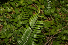 Pellaea falcata