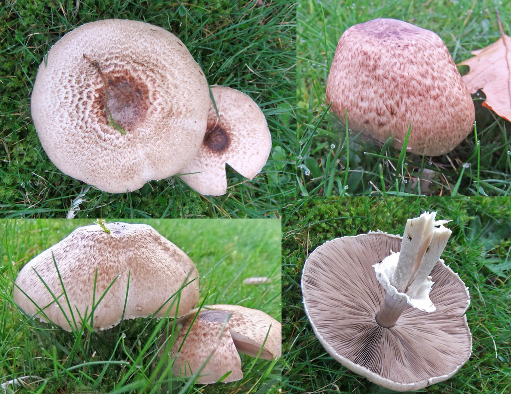 Natural Wood Mushrooms Large
