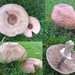 Tufted Wood Mushroom - Photo (c) Martin Cooper, some rights reserved (CC BY)