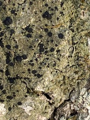 Bacidia schweinitzii