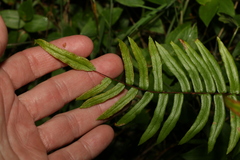 Pellaea falcata