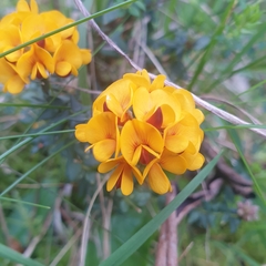 Pultenaea gunnii