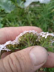 Achillea asiatica