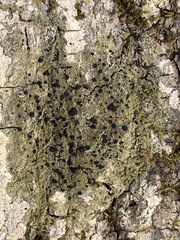 Bacidia schweinitzii