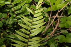 Pellaea falcata