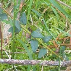 Pultenaea gunnii