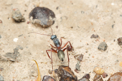 Camponotus dromas