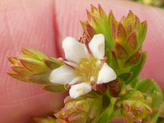 Diosma oppositifolia