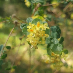 Pimelea flava