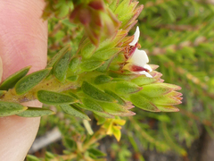 Diosma oppositifolia