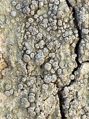 Pertusaria