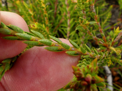 Diosma oppositifolia