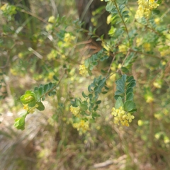 Pimelea flava