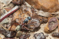 Camponotus dromas