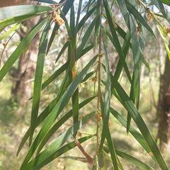 Acacia floribunda