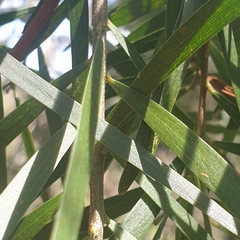 Acacia floribunda