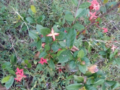 Ixora coccinea