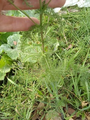 Achillea asiatica