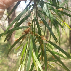 Acacia floribunda