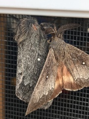 Gloveria arizonensis