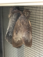 Gloveria arizonensis