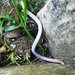 South American Worm Lizard - Photo (c) Leonel Roget, some rights reserved (CC BY), uploaded by Leonel Roget