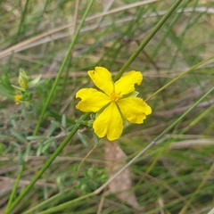 Hibbertia riparia